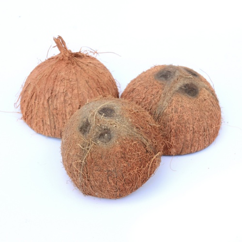 Kokosová skořápka - Robimaus