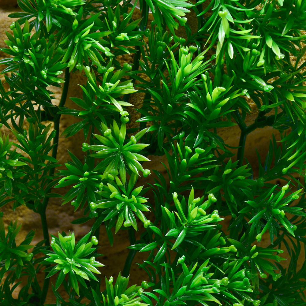 Rostlina Borneo Star střední plast