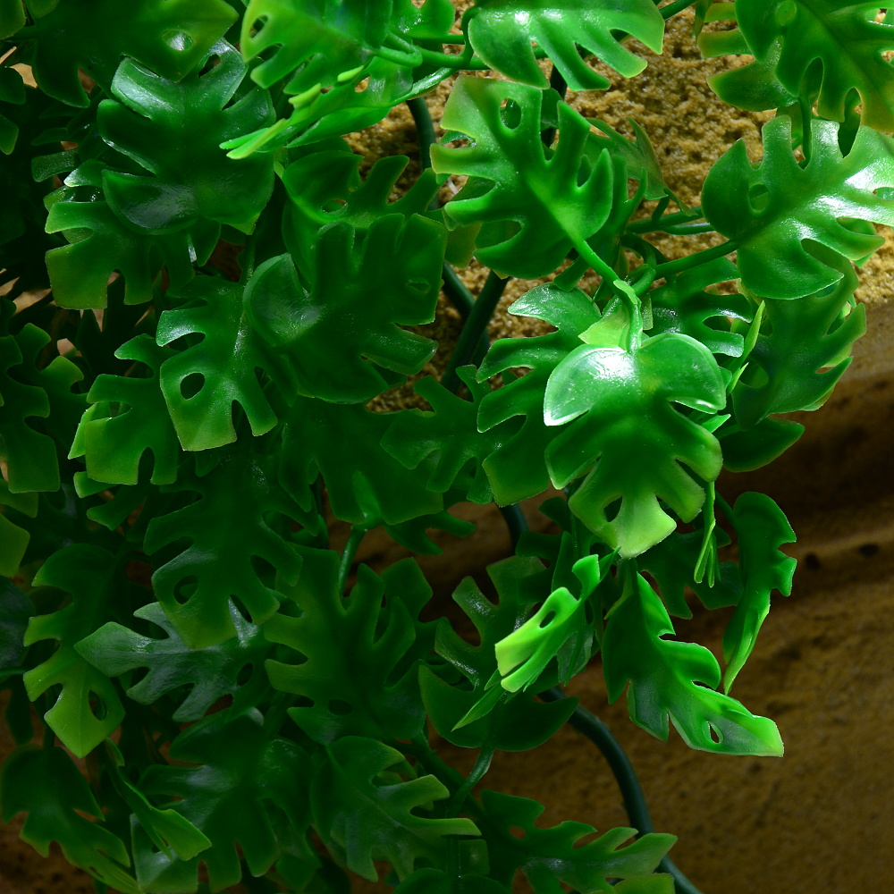 Rostlina Amazonian Phyllo malá plast