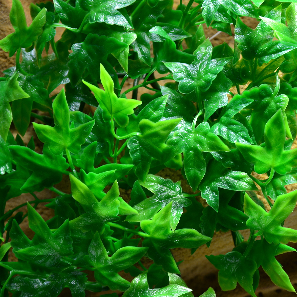 Rostlina Congo Ivy malá plast Zoo Med