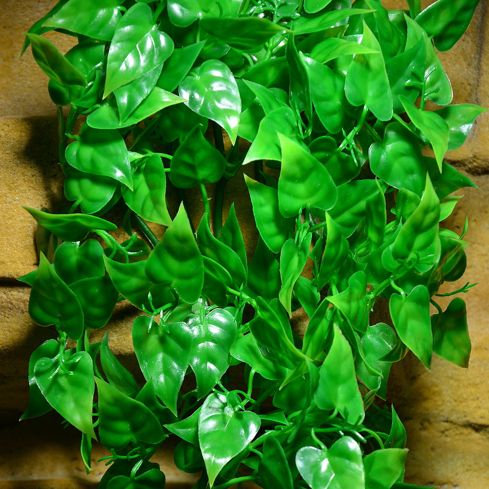 Rostlina Mexican Phyllo malá plast