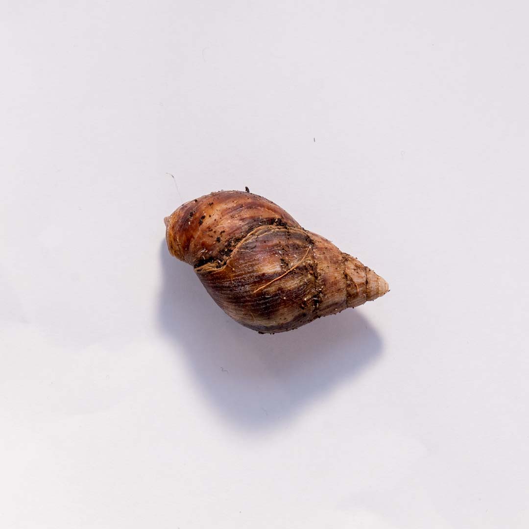 Africký šnek - Achatina malý