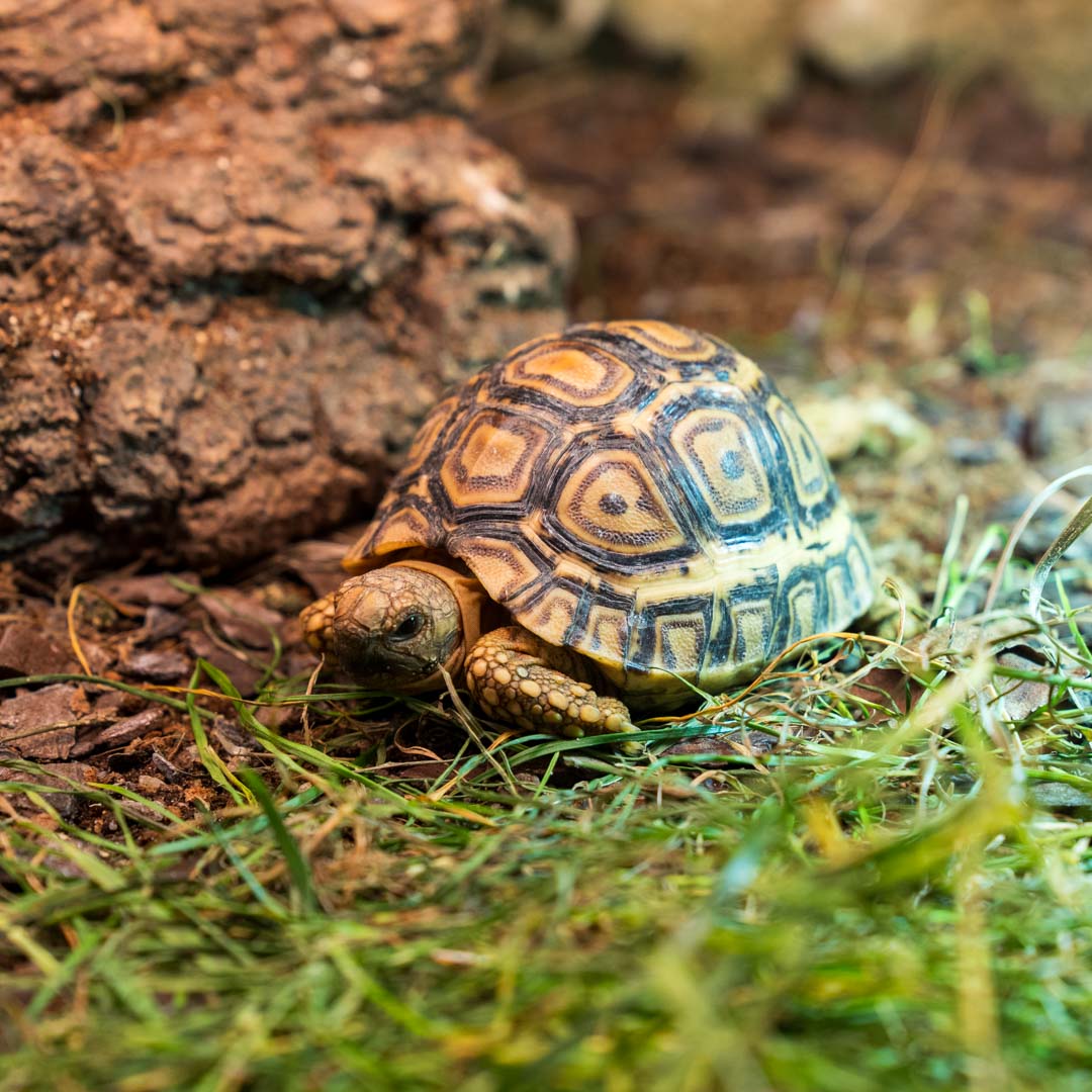 Želva pardálí Geochelone pardalis