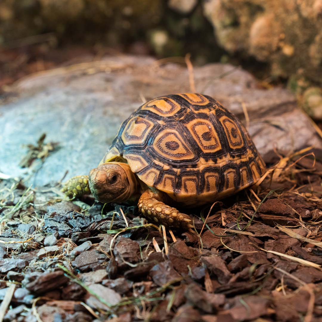 Želva pardálí Geochelone pardalis