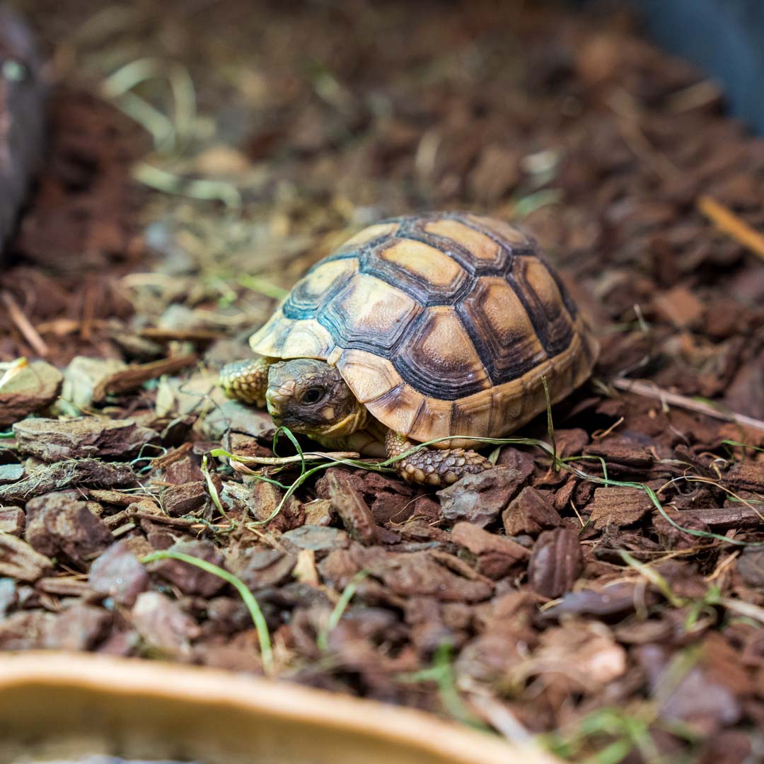 Želva vroubená Testudo marginata - CITES